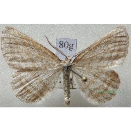 Perconia strigillaria (Hübner, 1787) male Pytnik pasiaczek Czech80g